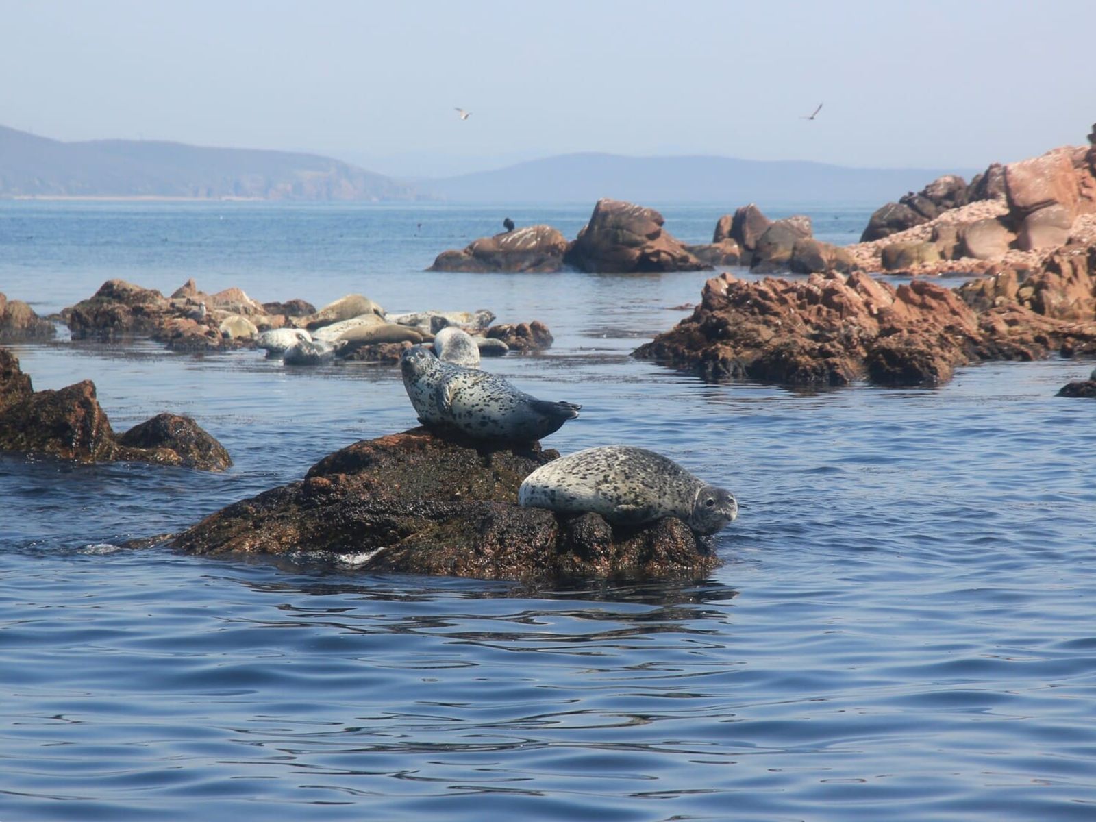 Морские тюлени ларга