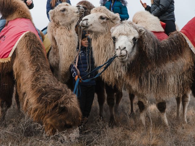 Экскурсия на этностоянки: быт кочевников с катанием на верблюдах
