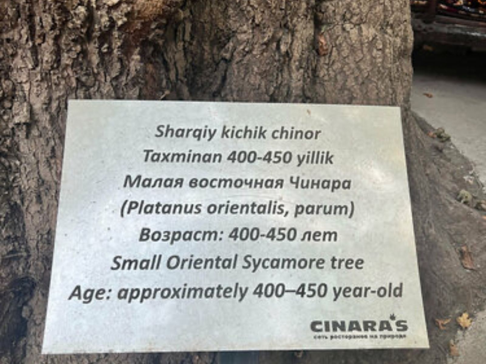 Чинары