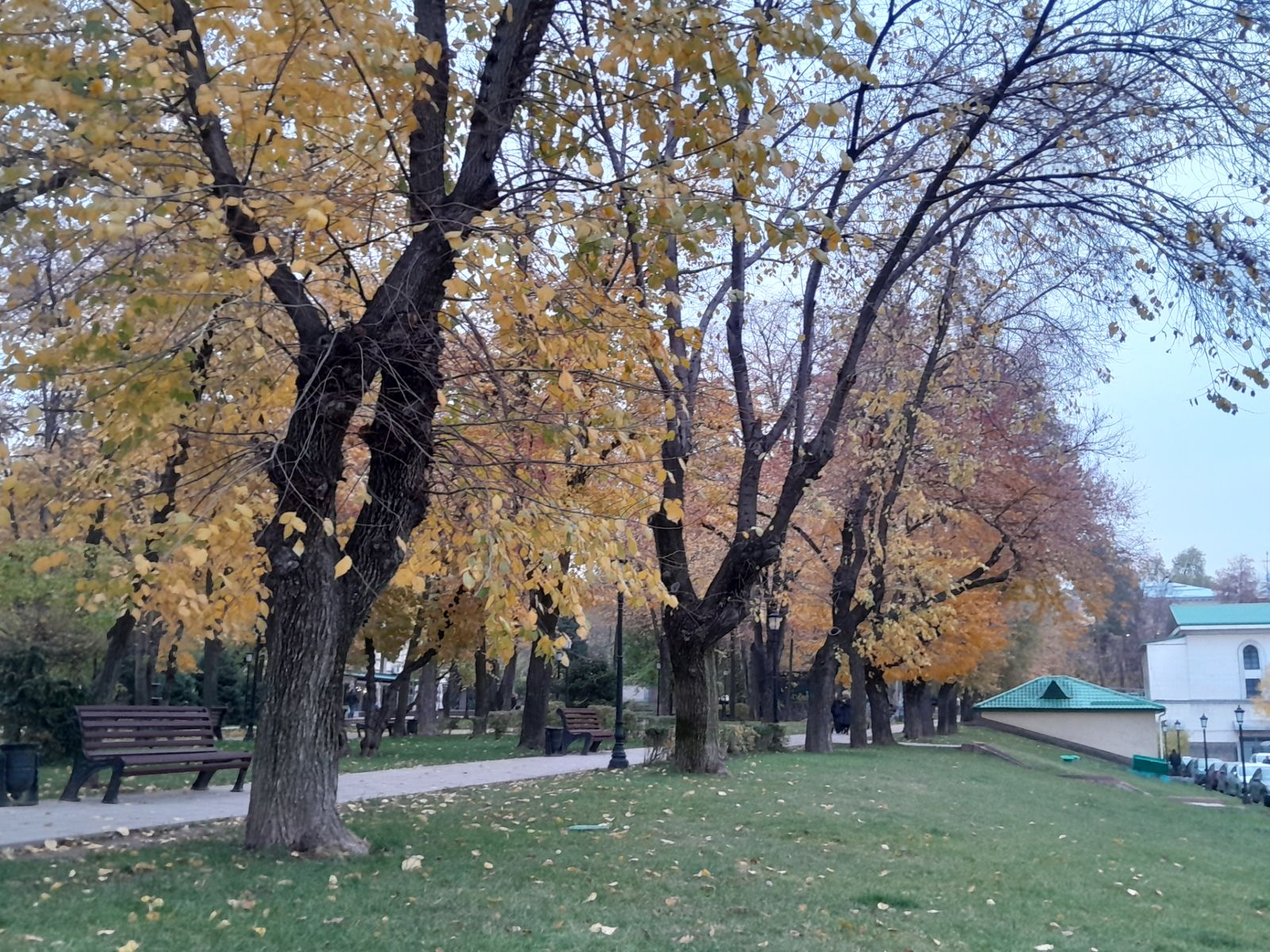 Деревья
