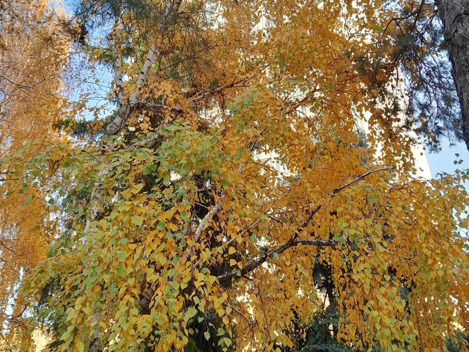 Осень