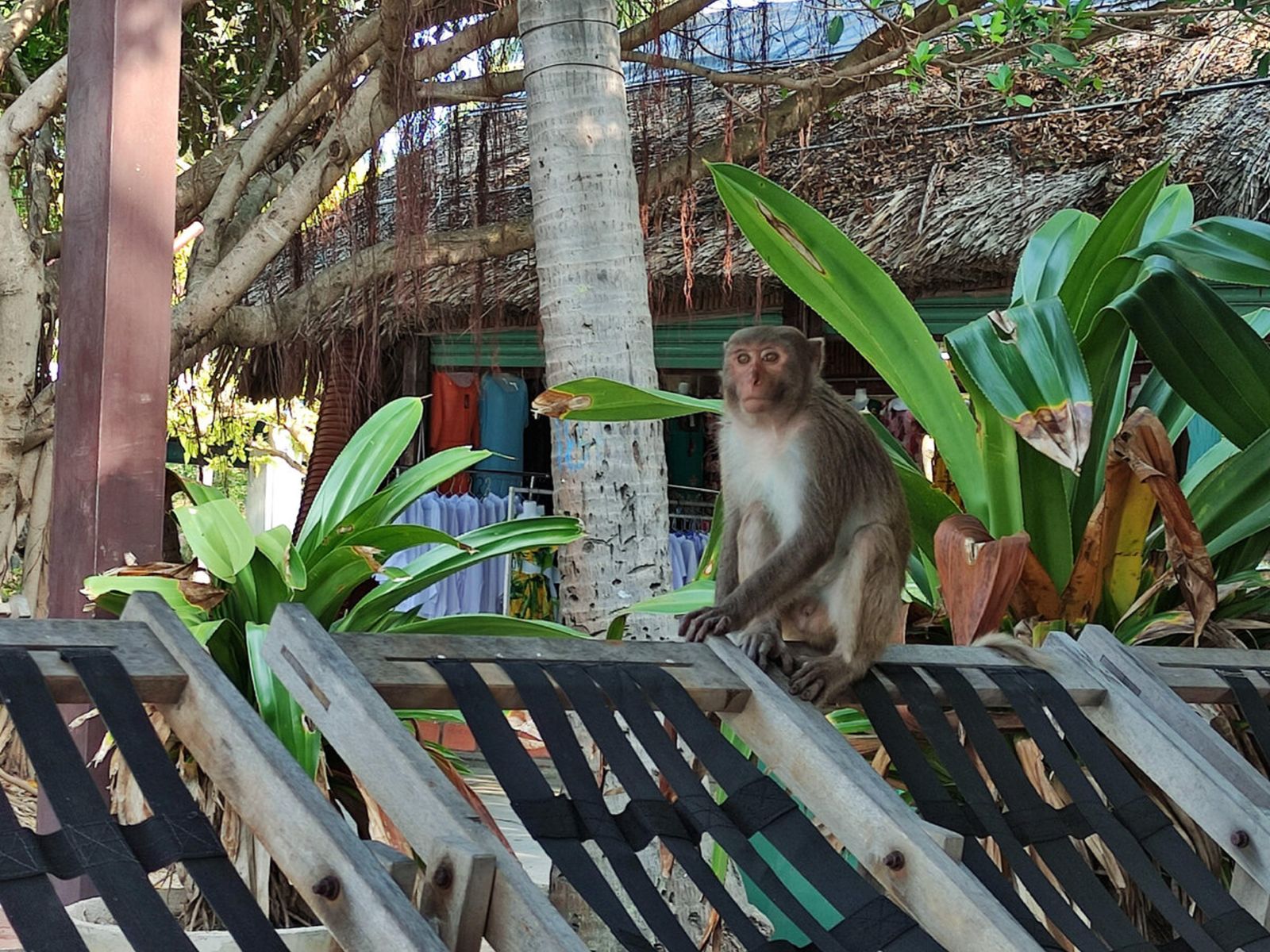 Остров обезьян