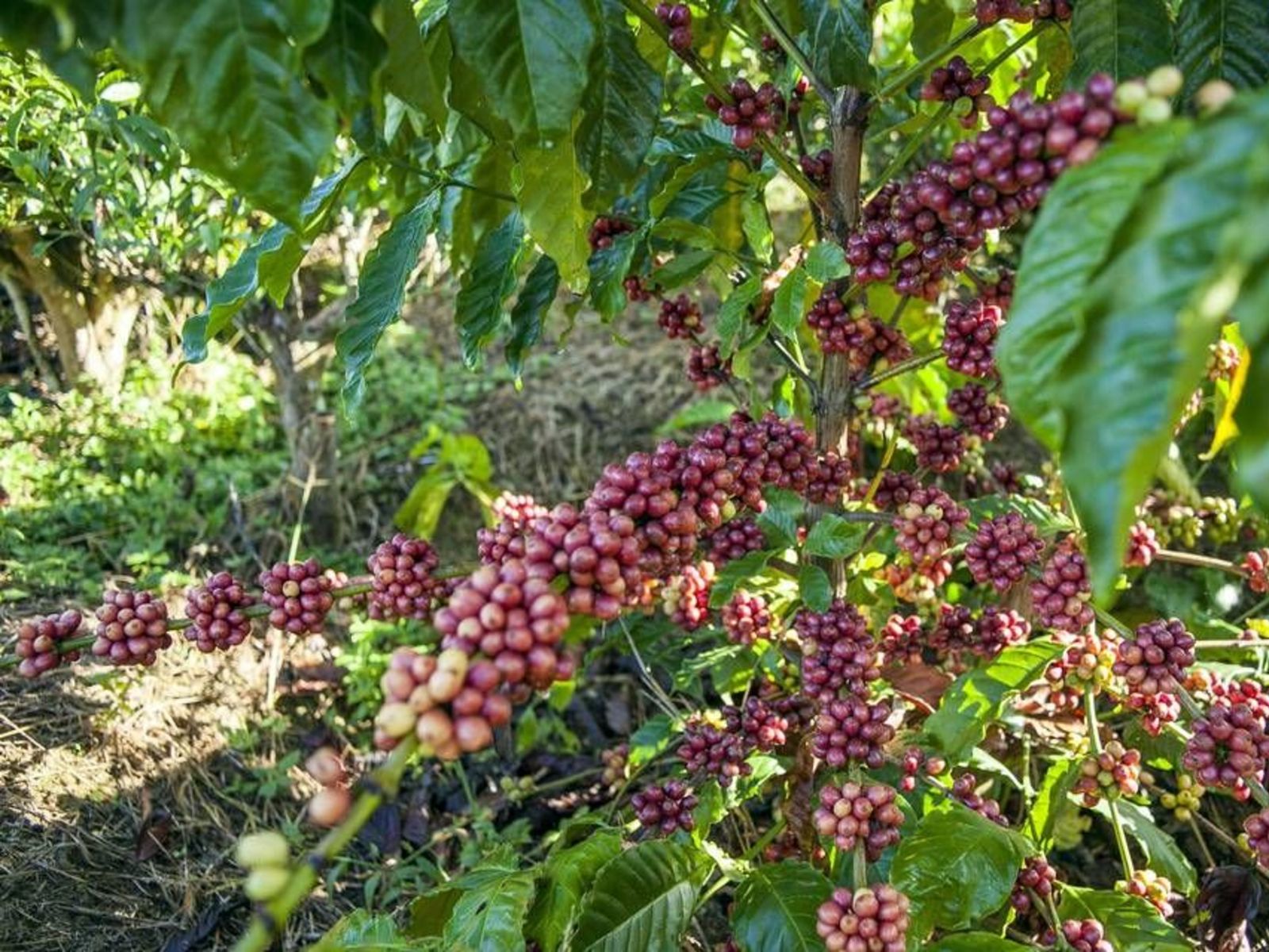 Кофейные плантации
