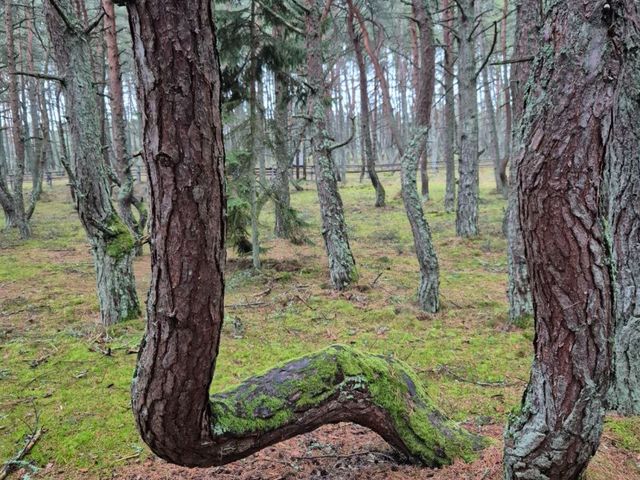 Экскурсия из Калининграда по экологическим тропам Куршской косы — фото 2
