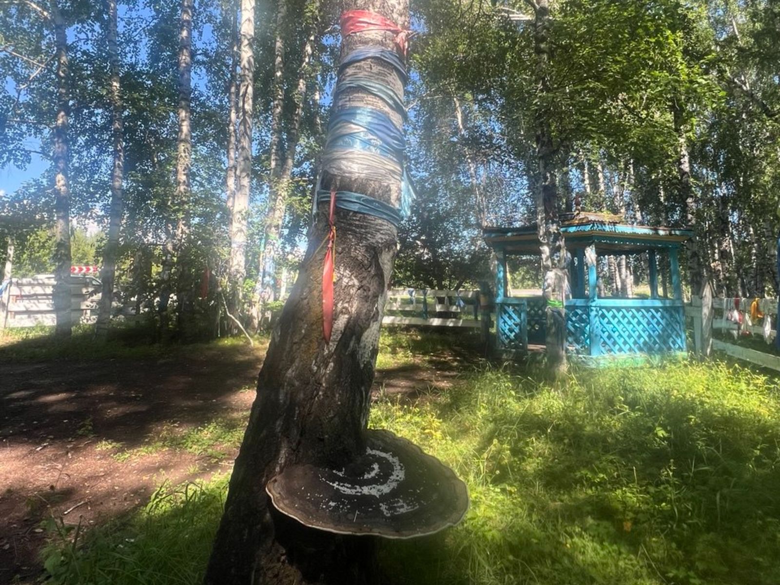 Необычная береза