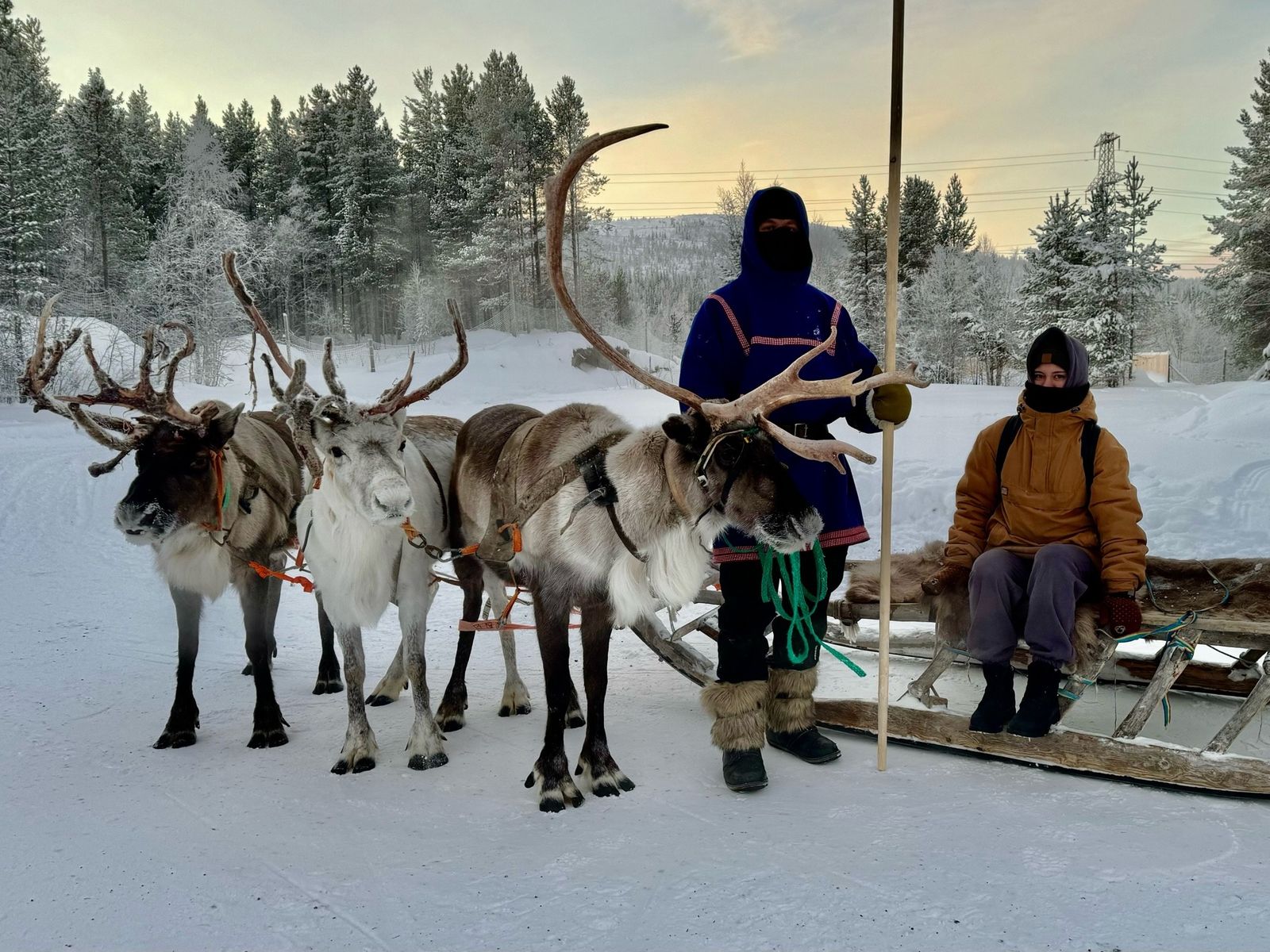 Олени