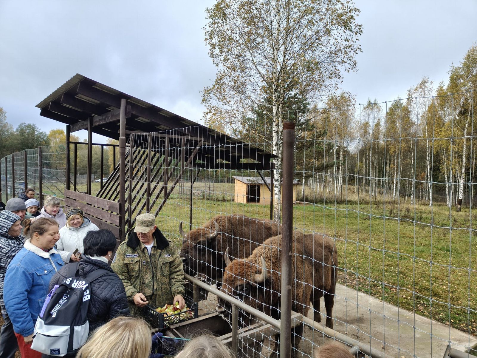 Кормление зубров 