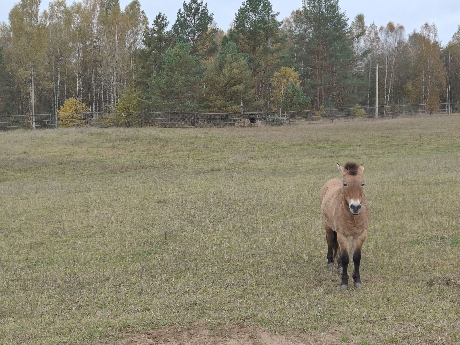 Лошадь Пржевальского 