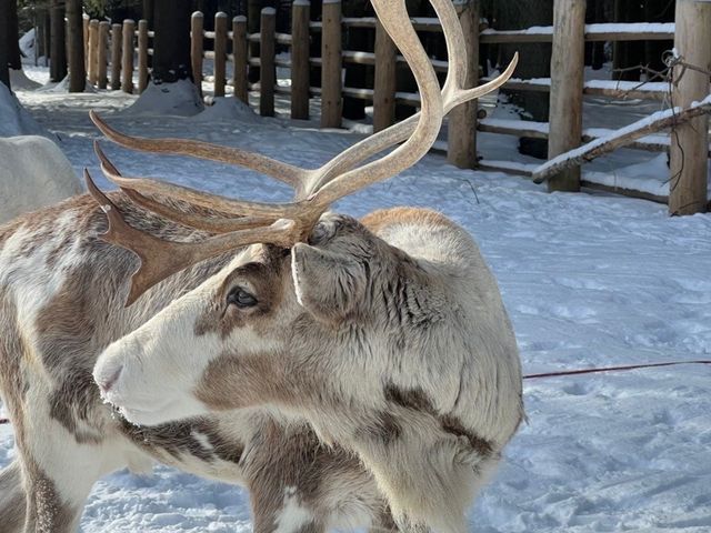 Новогодняя детская экоэкскурсия из Санкт-Петербурга к оленям