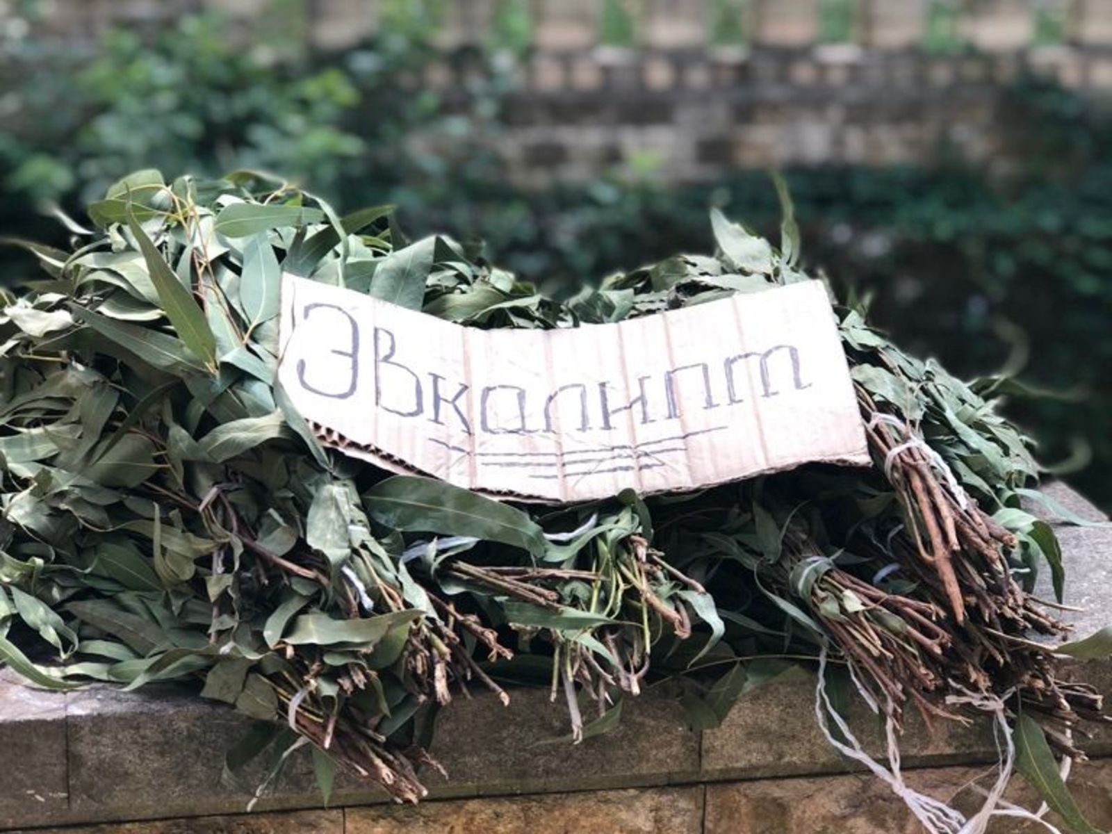 Эвкалипт