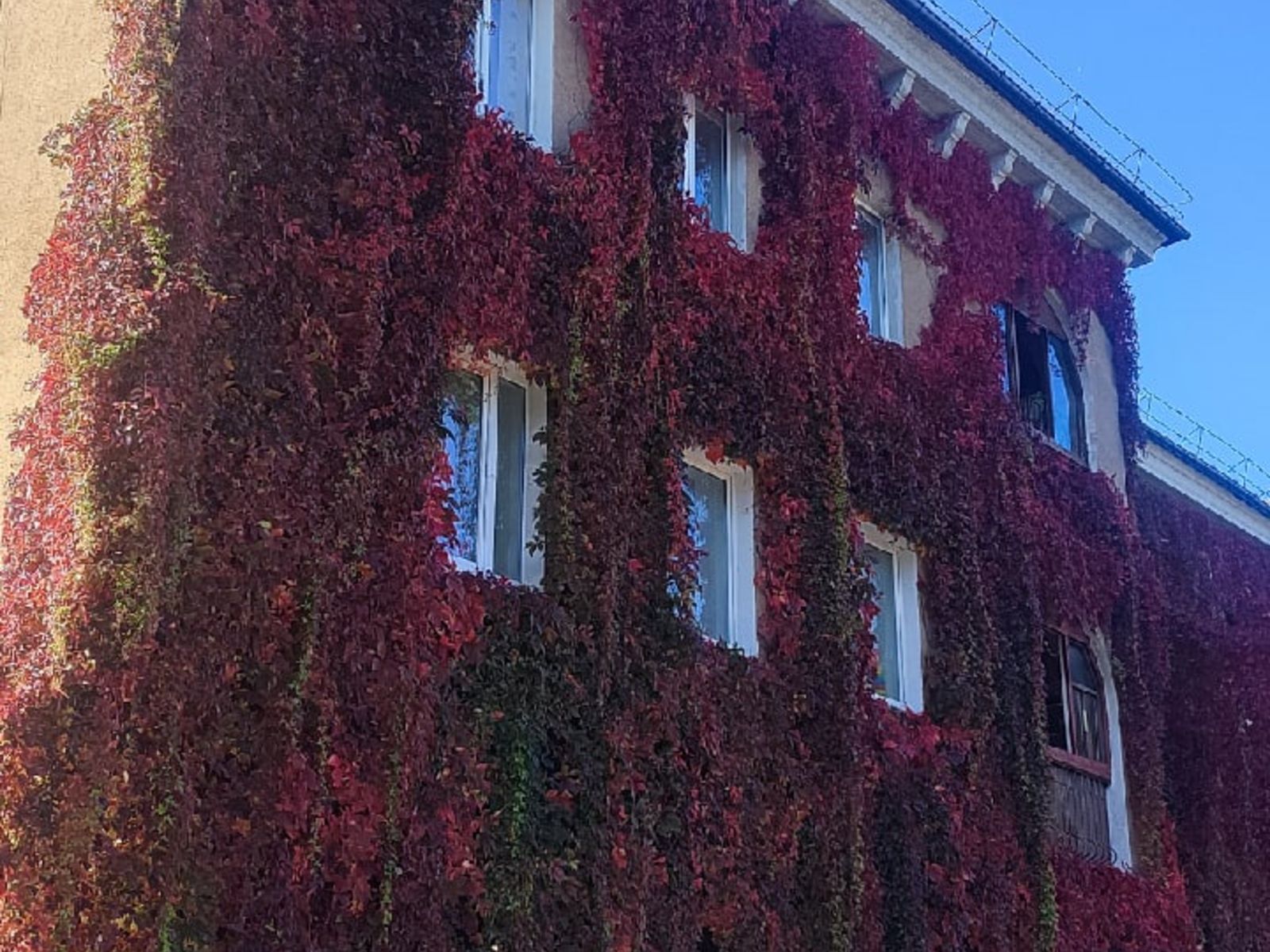 Плющ