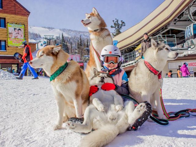 Групповой дог-трекинг в Шерегеше: прогулка с хаски по чудо-тропам