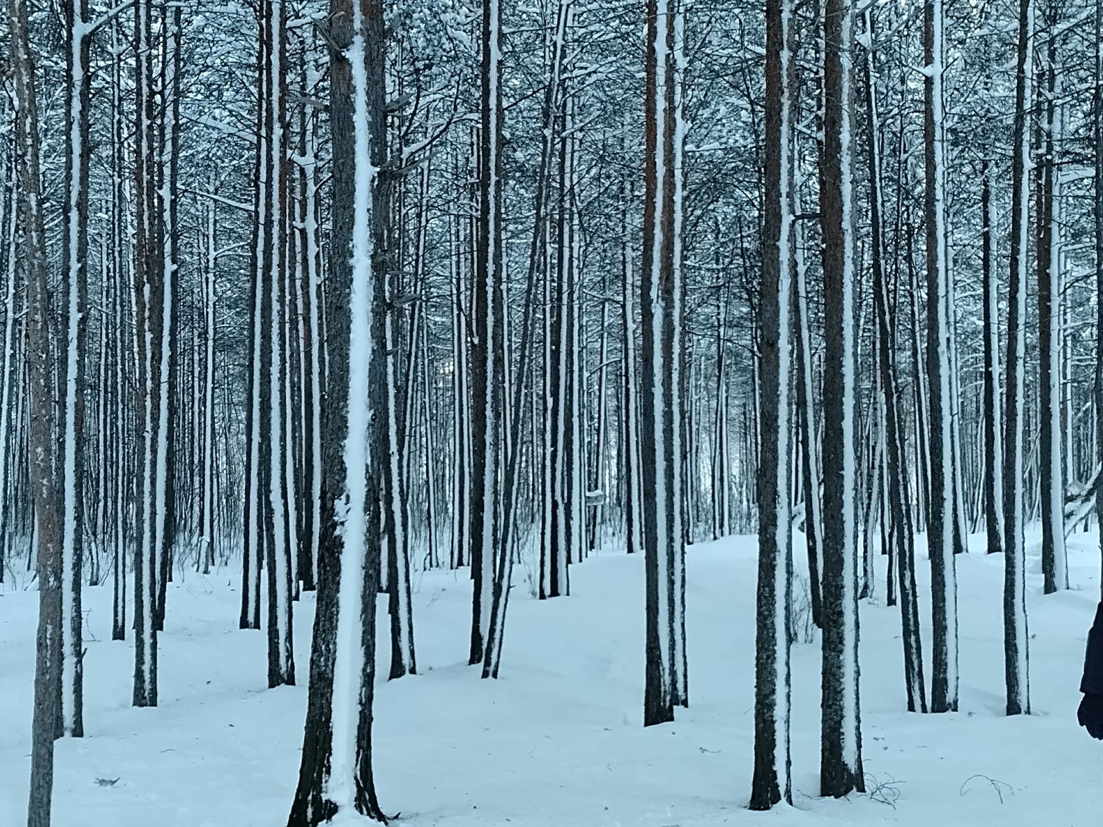 В лесу