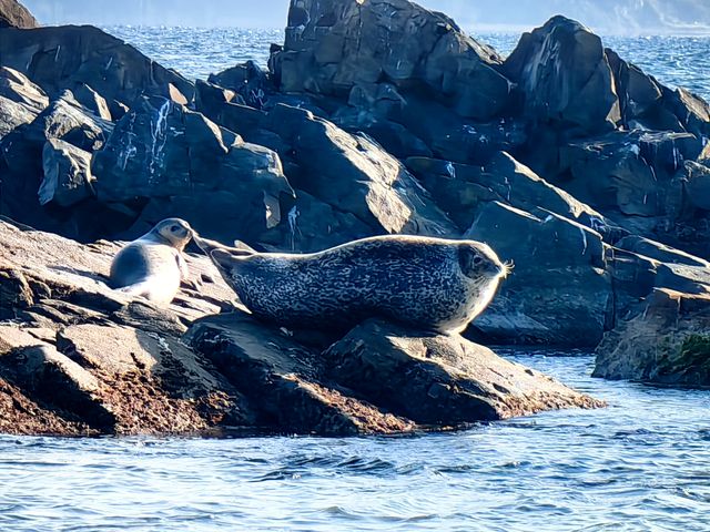 Обзорная прогулка на катере из Владивостока к тюленям ларга