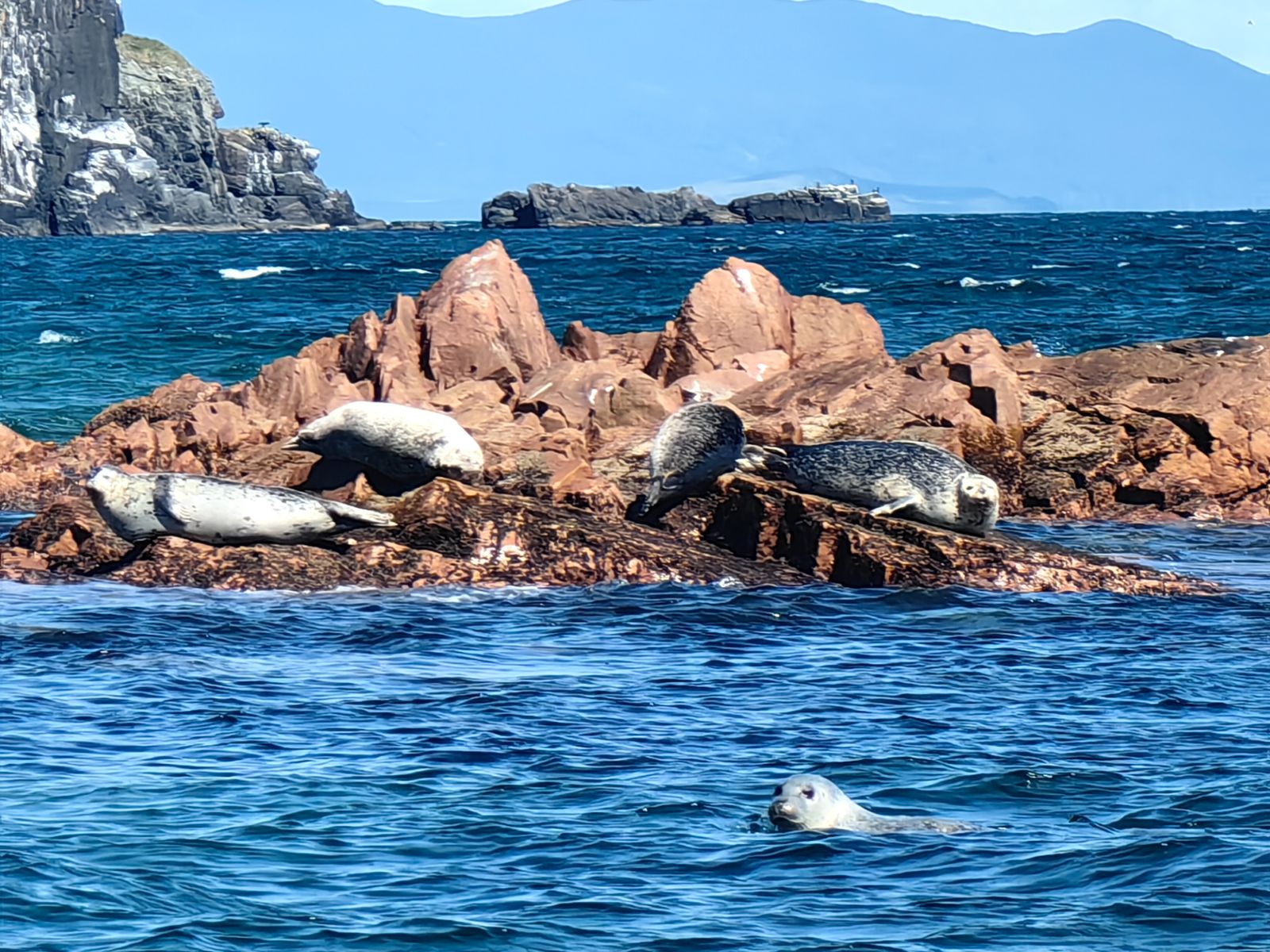 Морские котики