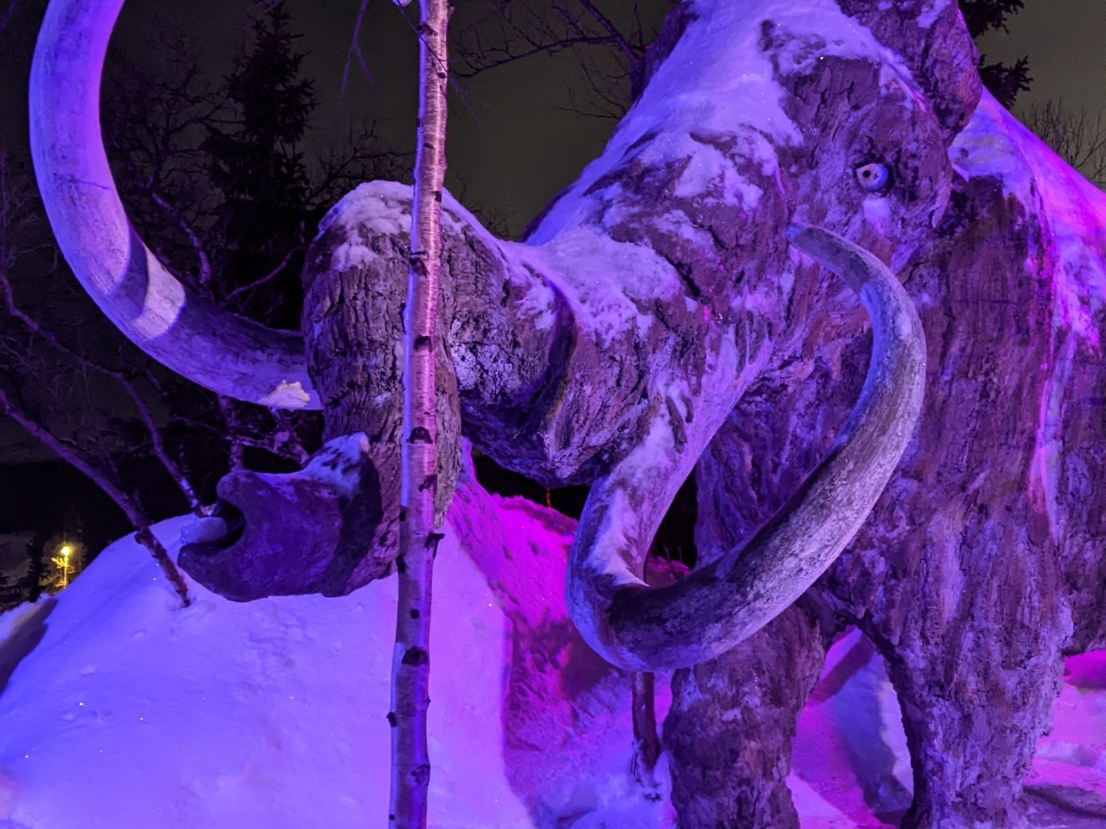 Таинственный лес