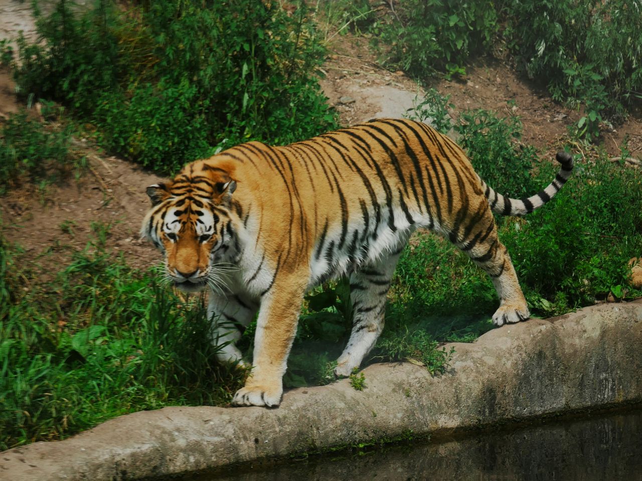 Экскурсия из Чиангмая в тигровый питомник и ботанический сад - индивидуальная экскурсия в Чиангмае на машине гида длительностью 8 часов с количеством участников до 4 человек цена экскурсии 335$