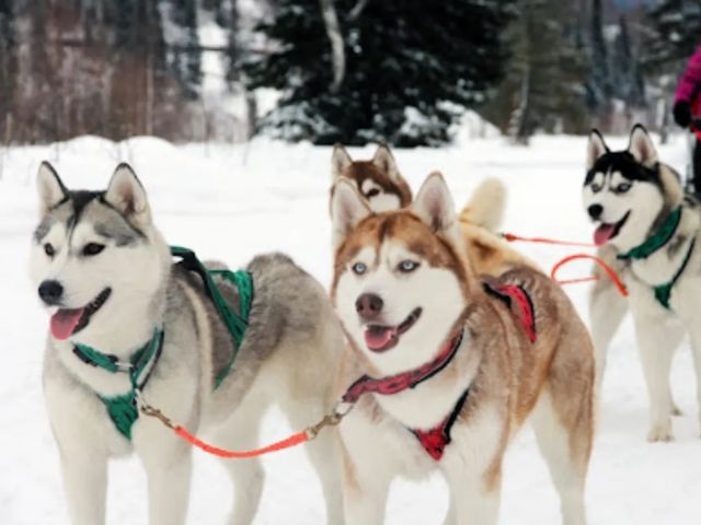 Программа "Сибирский каюр": на упряжке хаски по тропам Шории