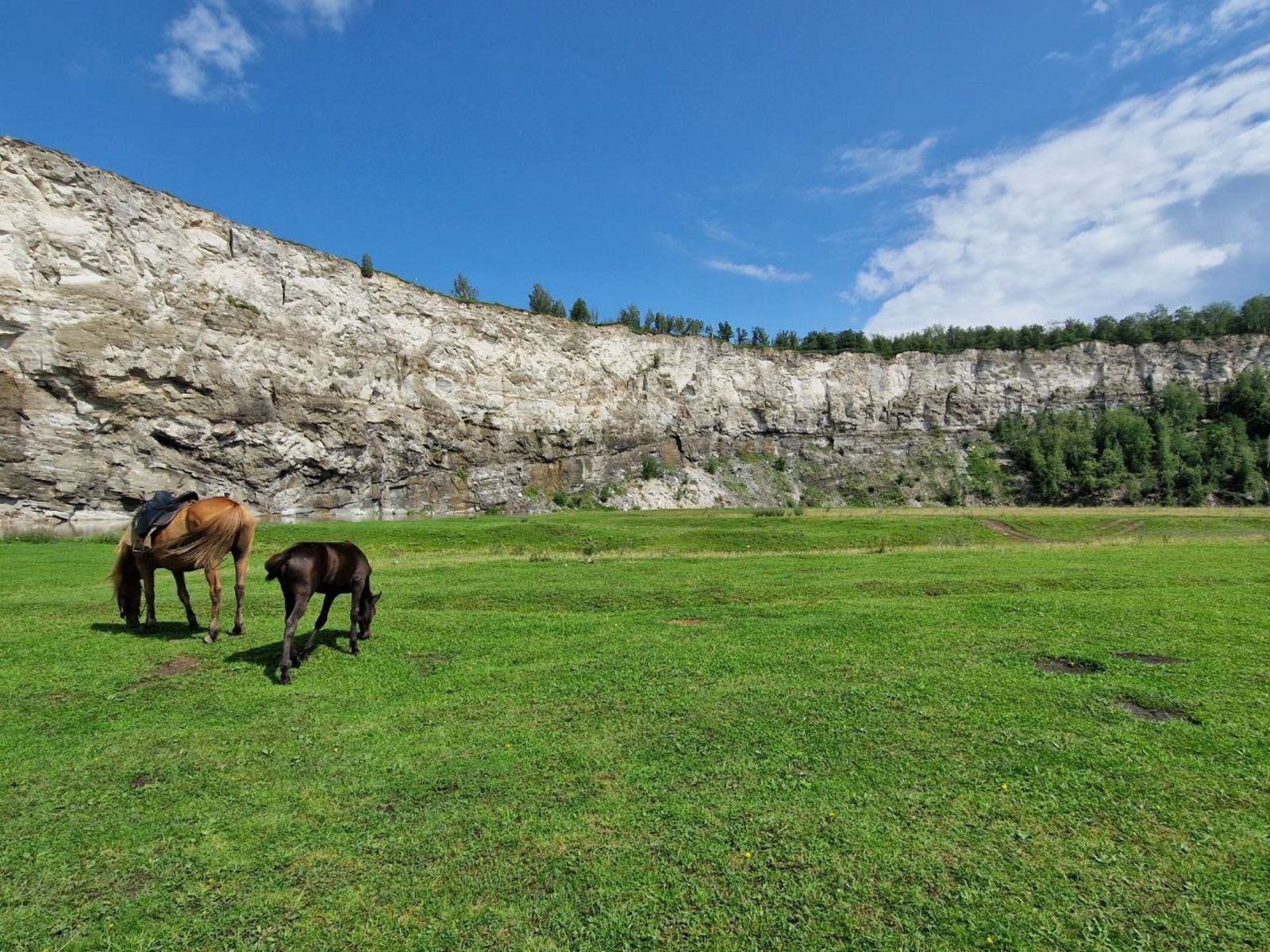 Лошади на поле