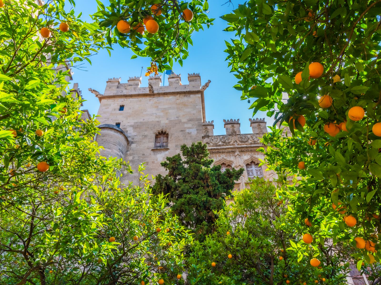 Апельсиновые деревья