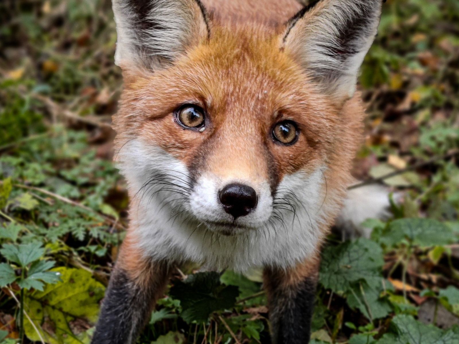 Обитатель национального парка