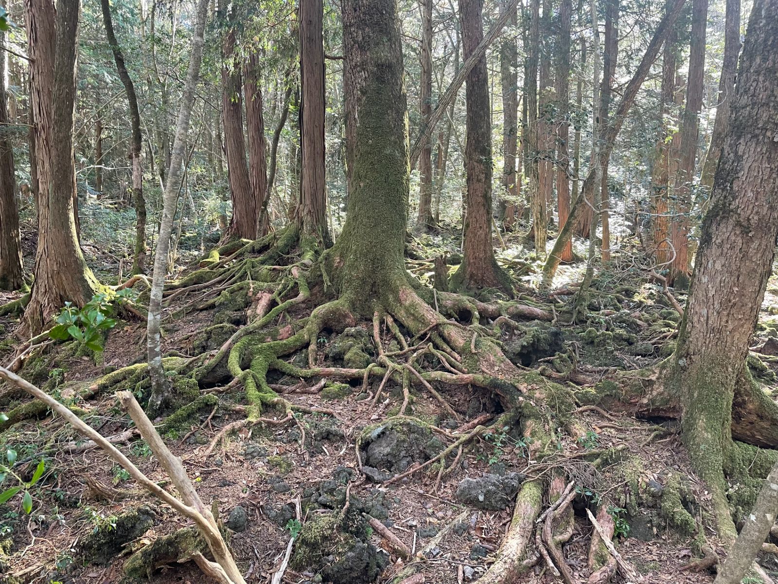 Аокигахара