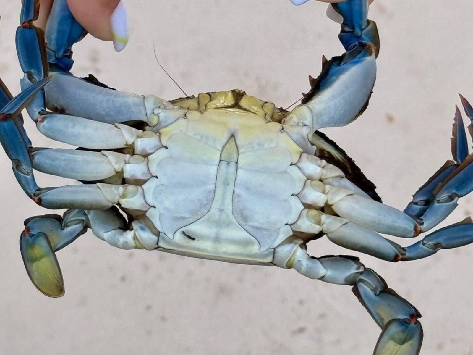 Голубой краб