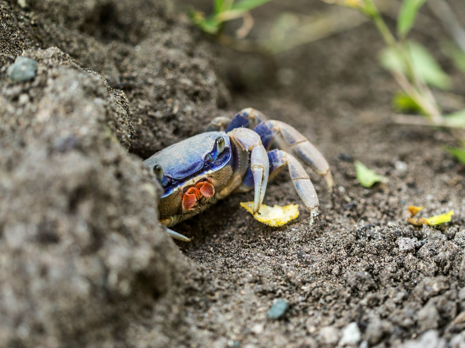 Голубой краб