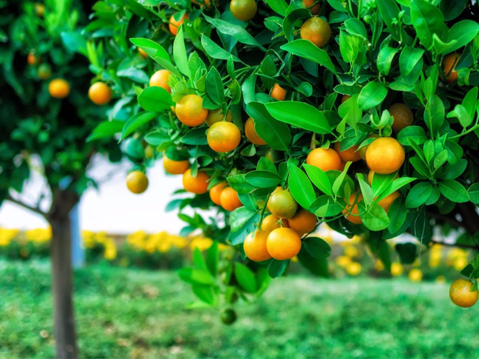 Мандариновый сад