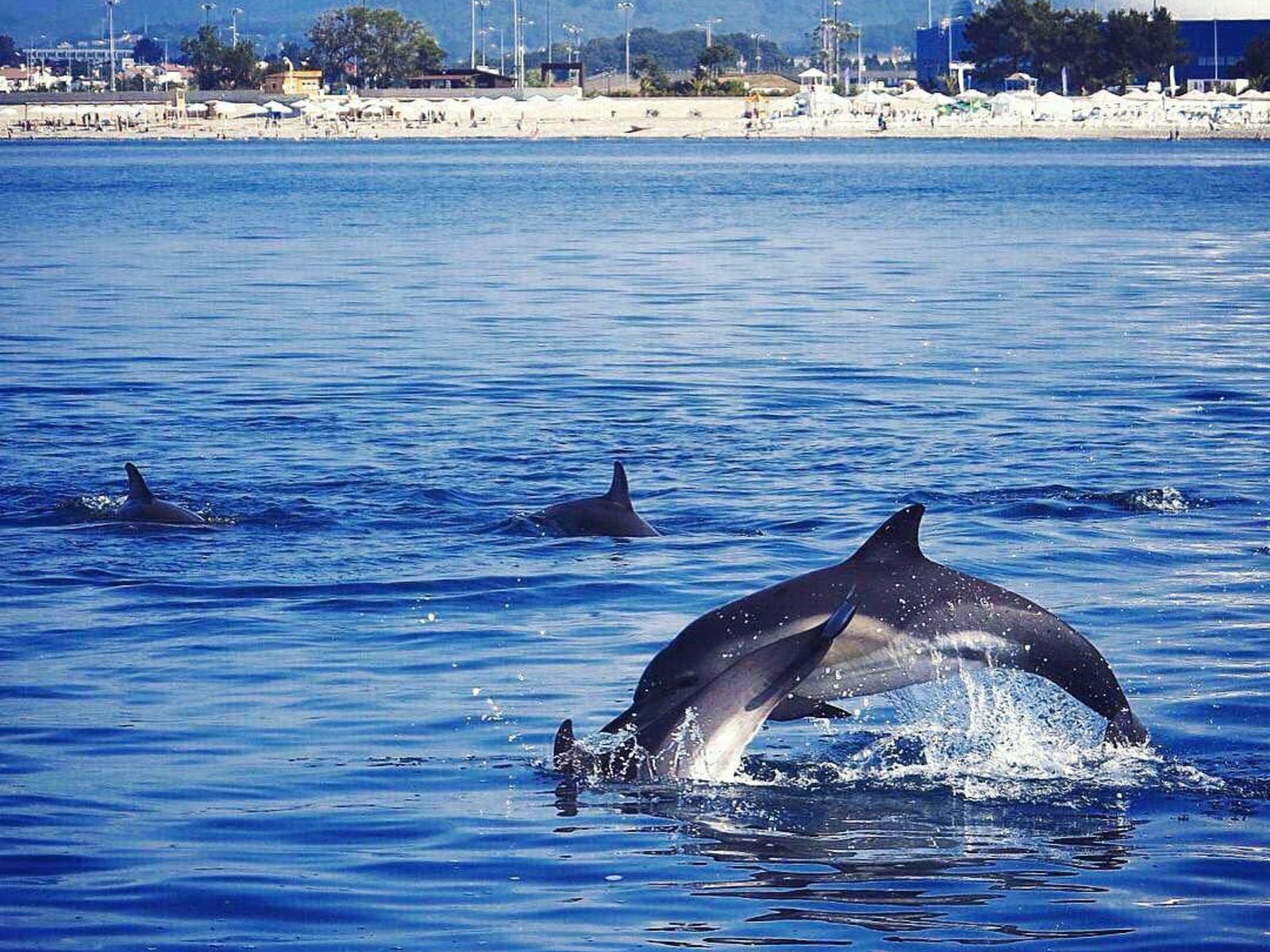Дельфины