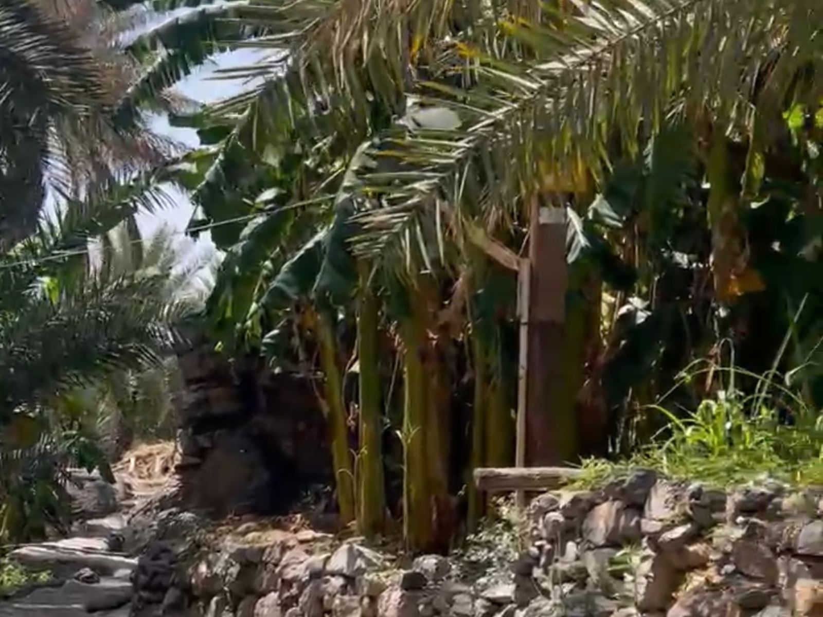 Растительность