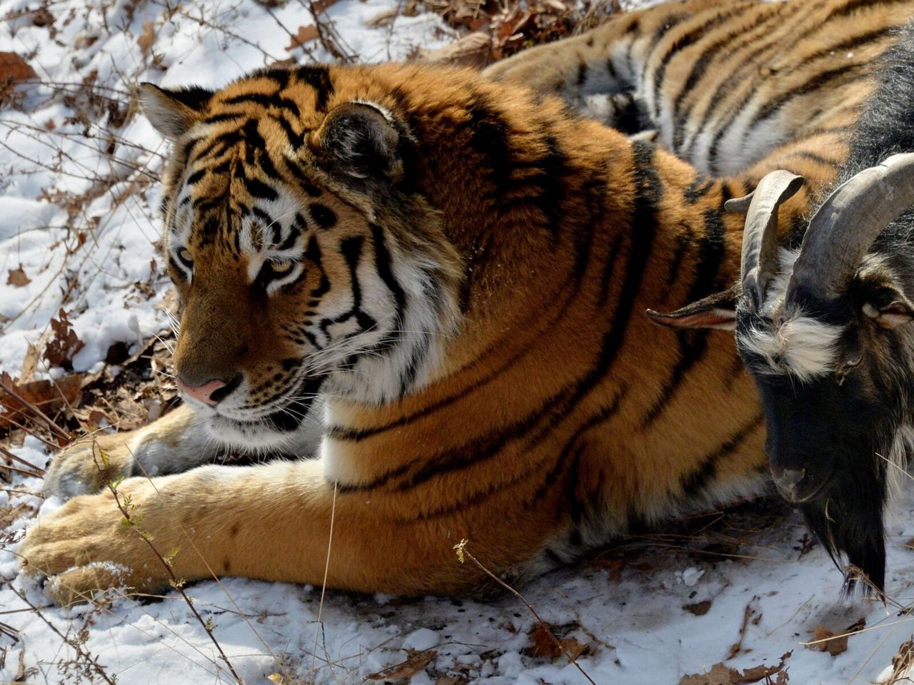 Экскурсия в сафари-парк и бухту Стеклянную + 2 видовые площадки - индивидуальная экскурсия во Владивостоке на машине гида длительностью 5 часов с количеством участников до 6 человек со скидкой 10% еще 36 часов цена экскурсии 12510₽