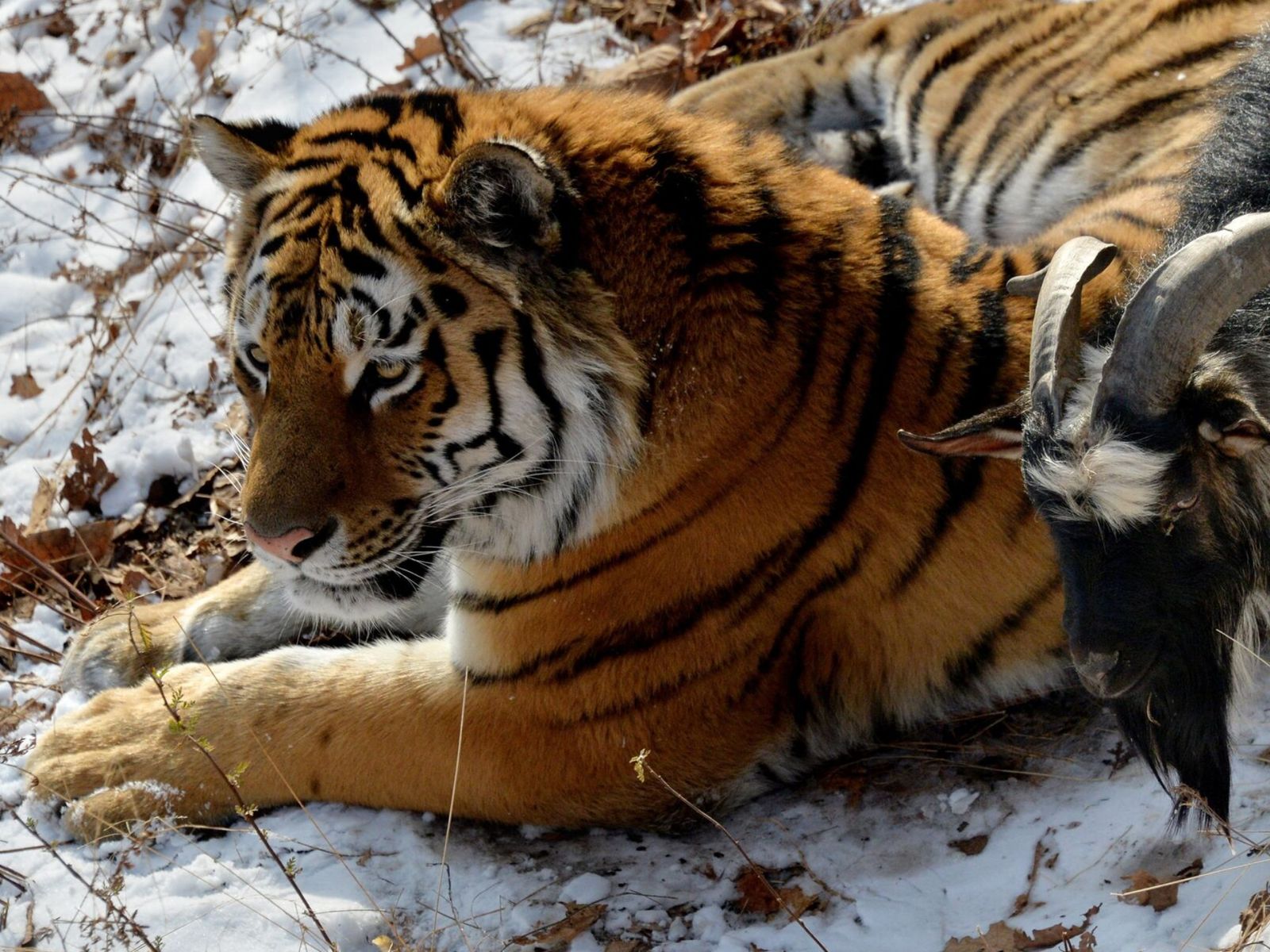 Тигр Амур и козел Тимур 