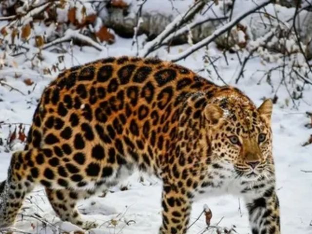 Экскурсия в сафари-парк и бухту Стеклянную + 2 видовые площадки — фото 3