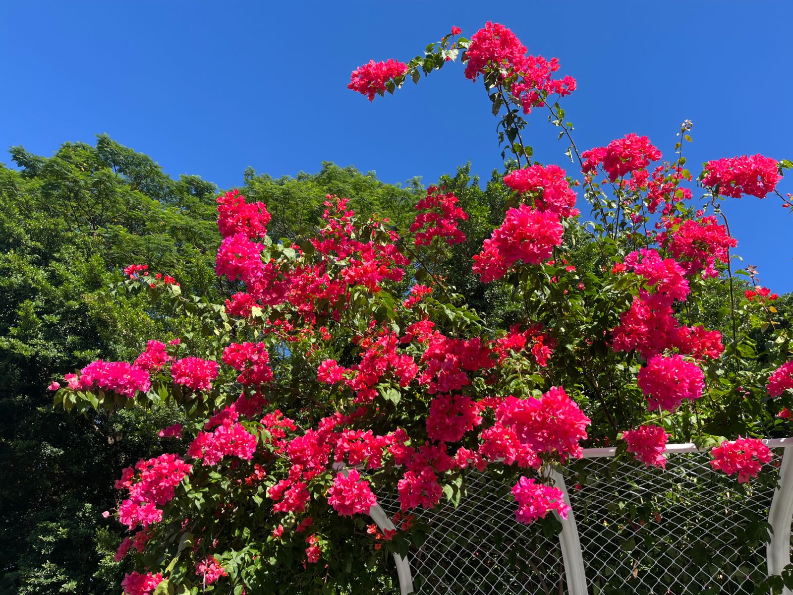 Городские цветы