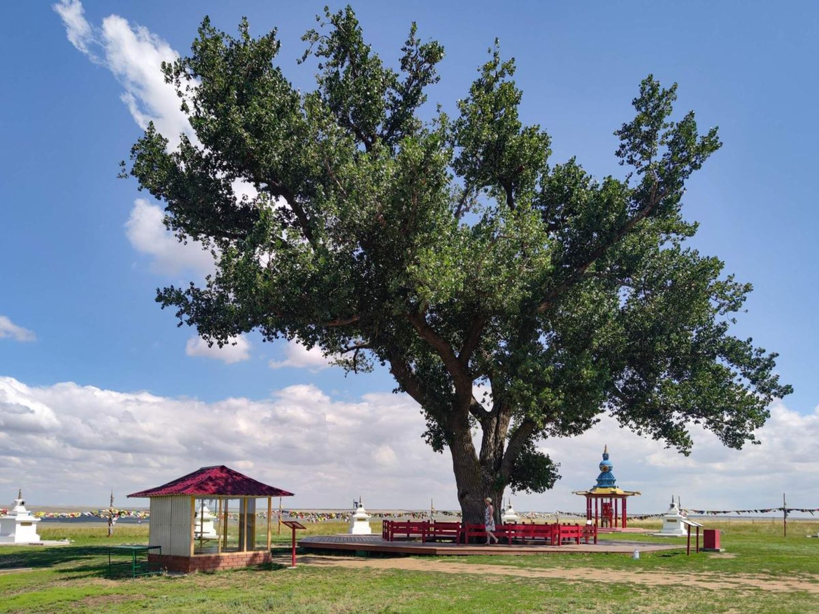 Одинокий тополь