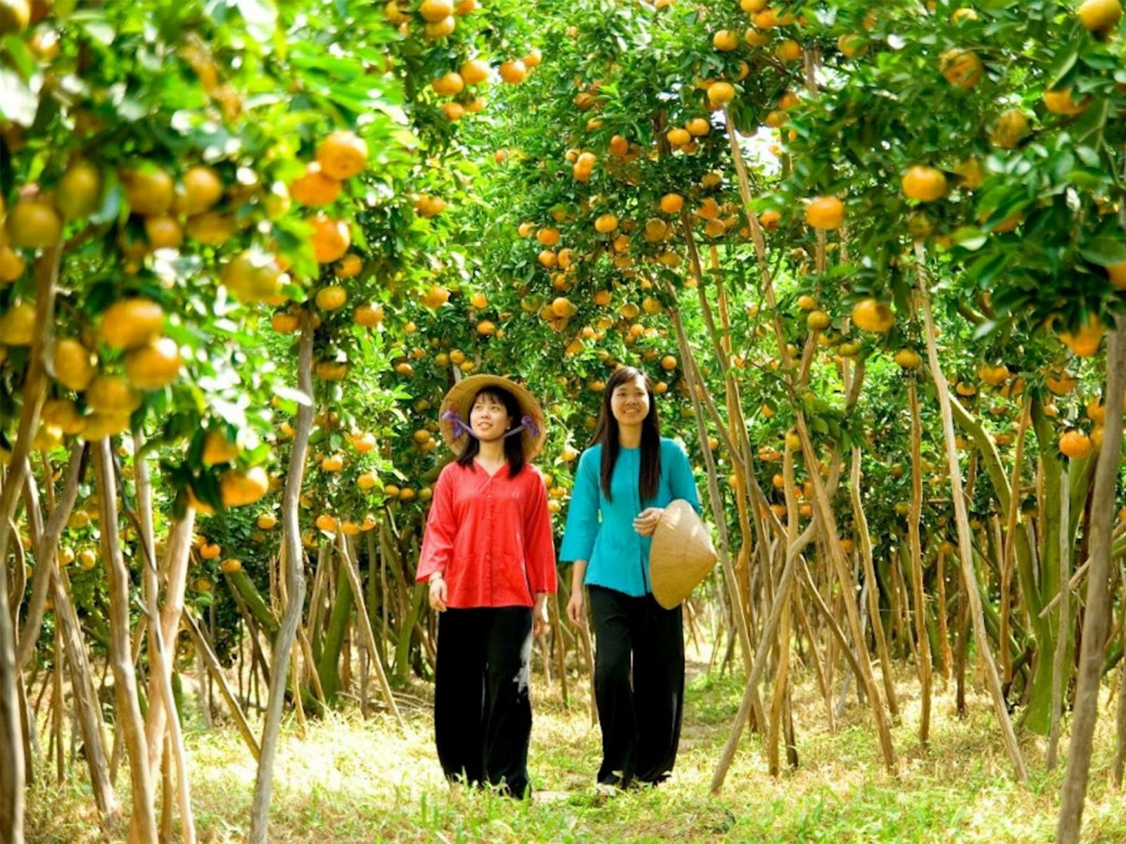 Посетим сад местных жителей 