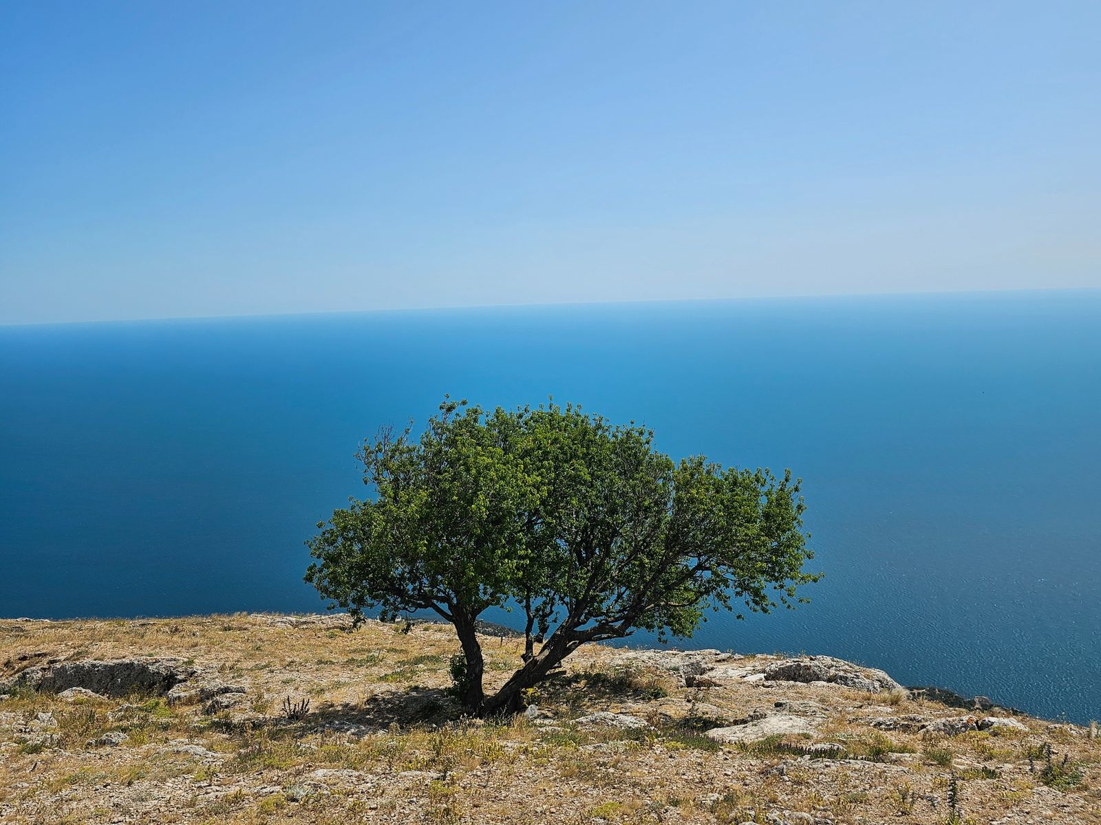 Сила воли, сила духа сплелись воедино в этой дикой груше