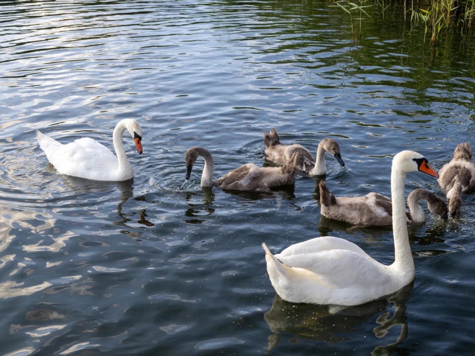 Лебеди в Янтарном