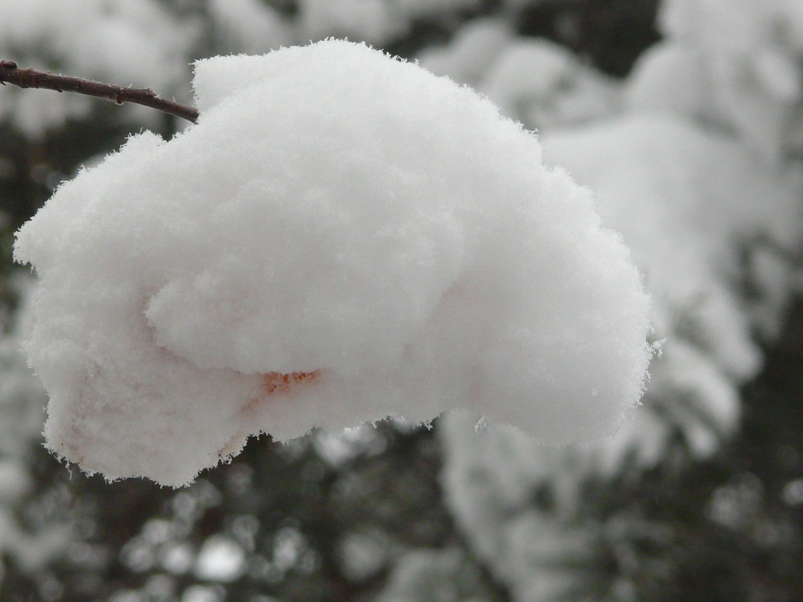 Снег на ветке