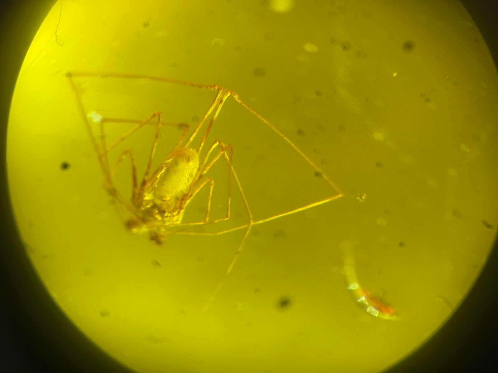 Паук в янтаре под микроскопом