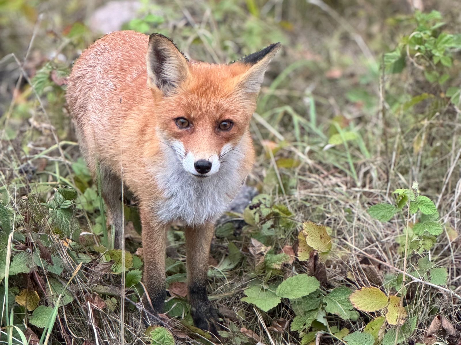 Лиса Куршской косы