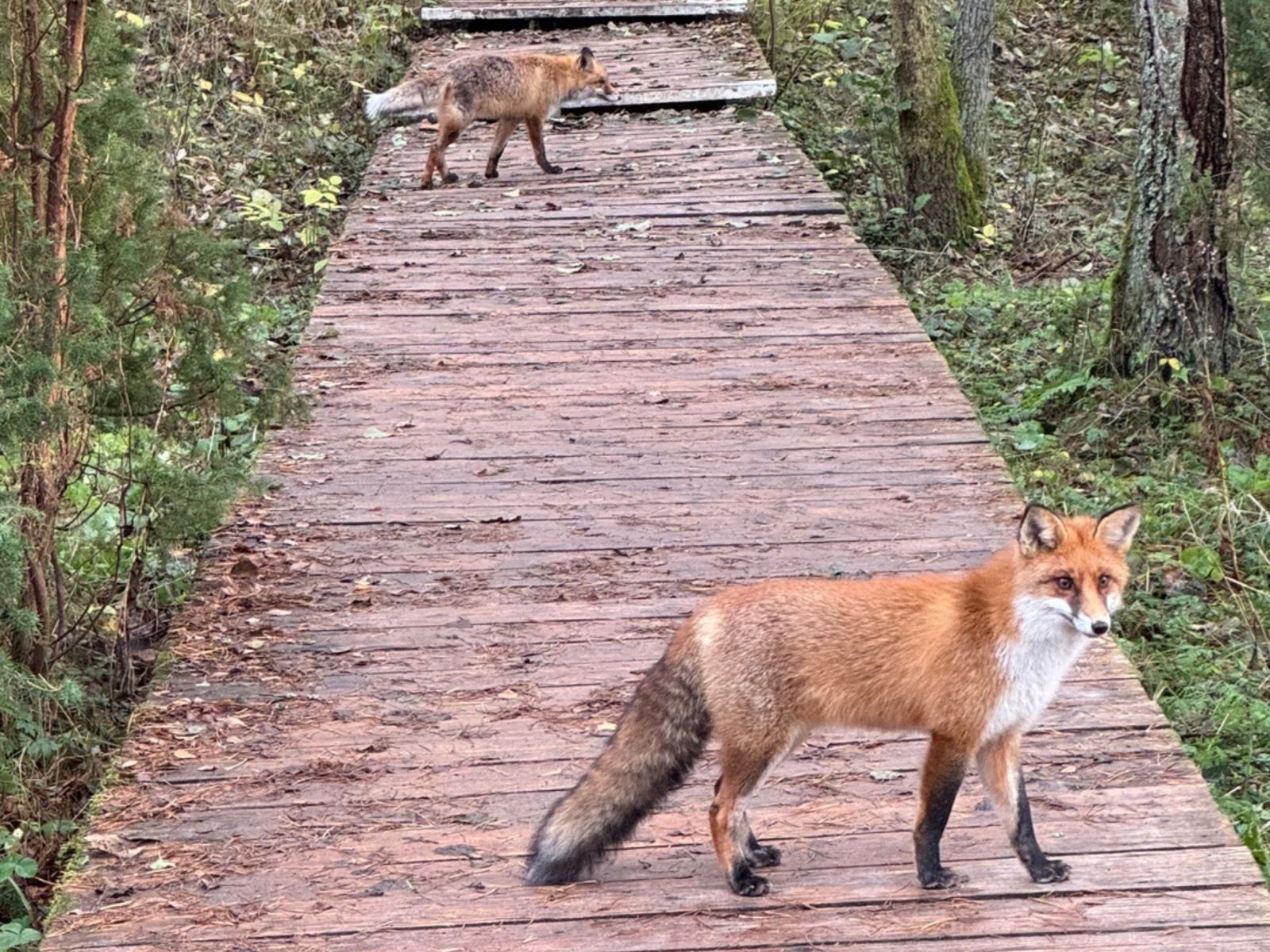 Сопровождают на экотропах пушистые лисы