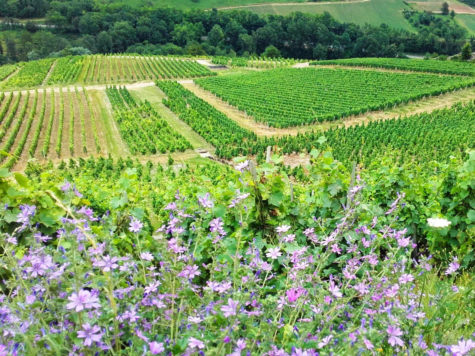 Виноградники Сердона, весна