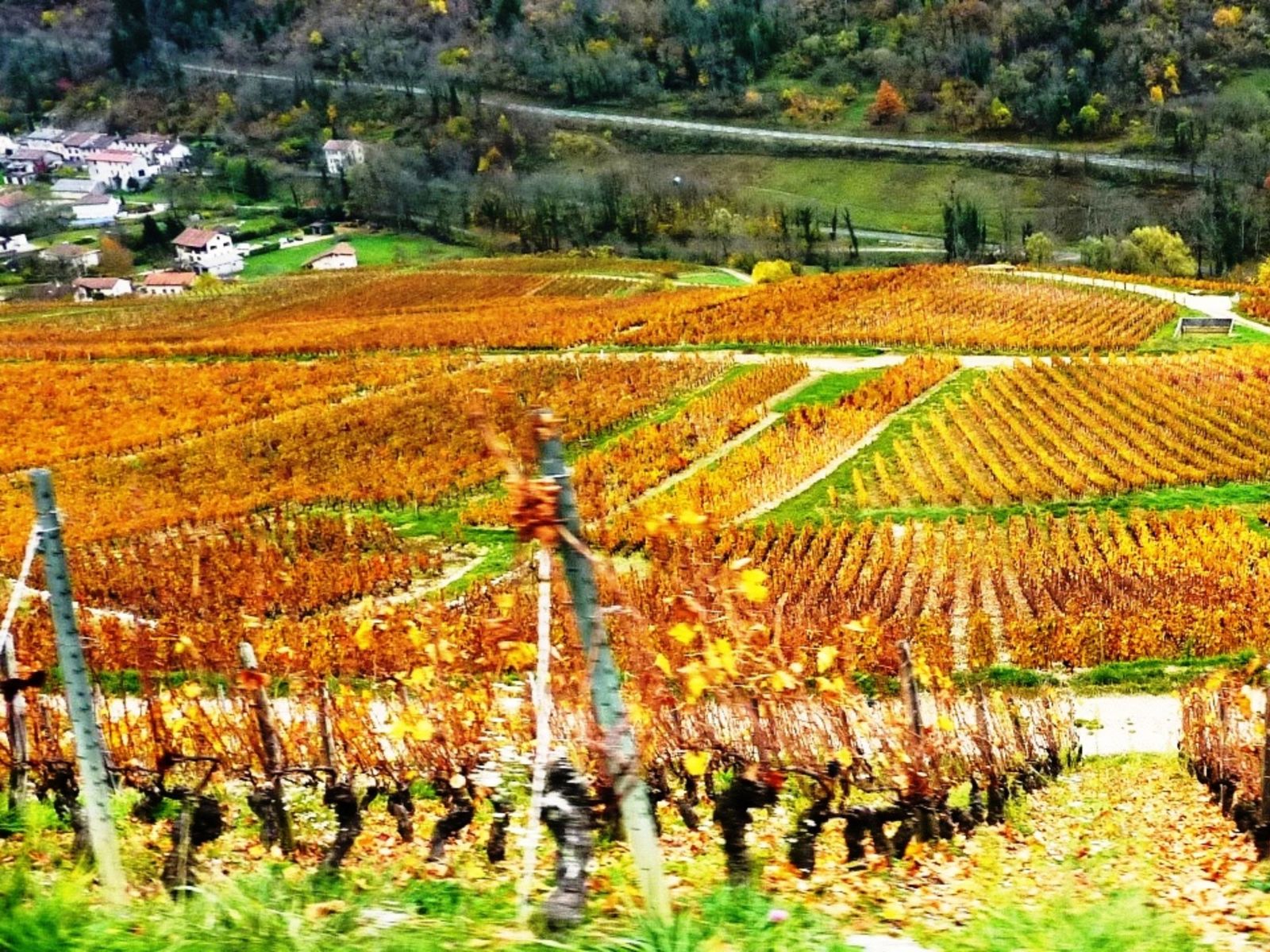 Виноградники осенью