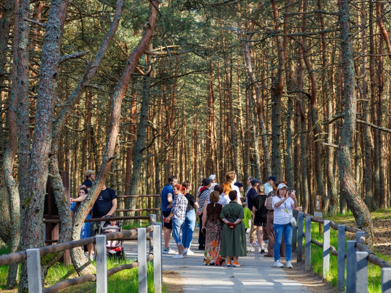 Танцующий лес