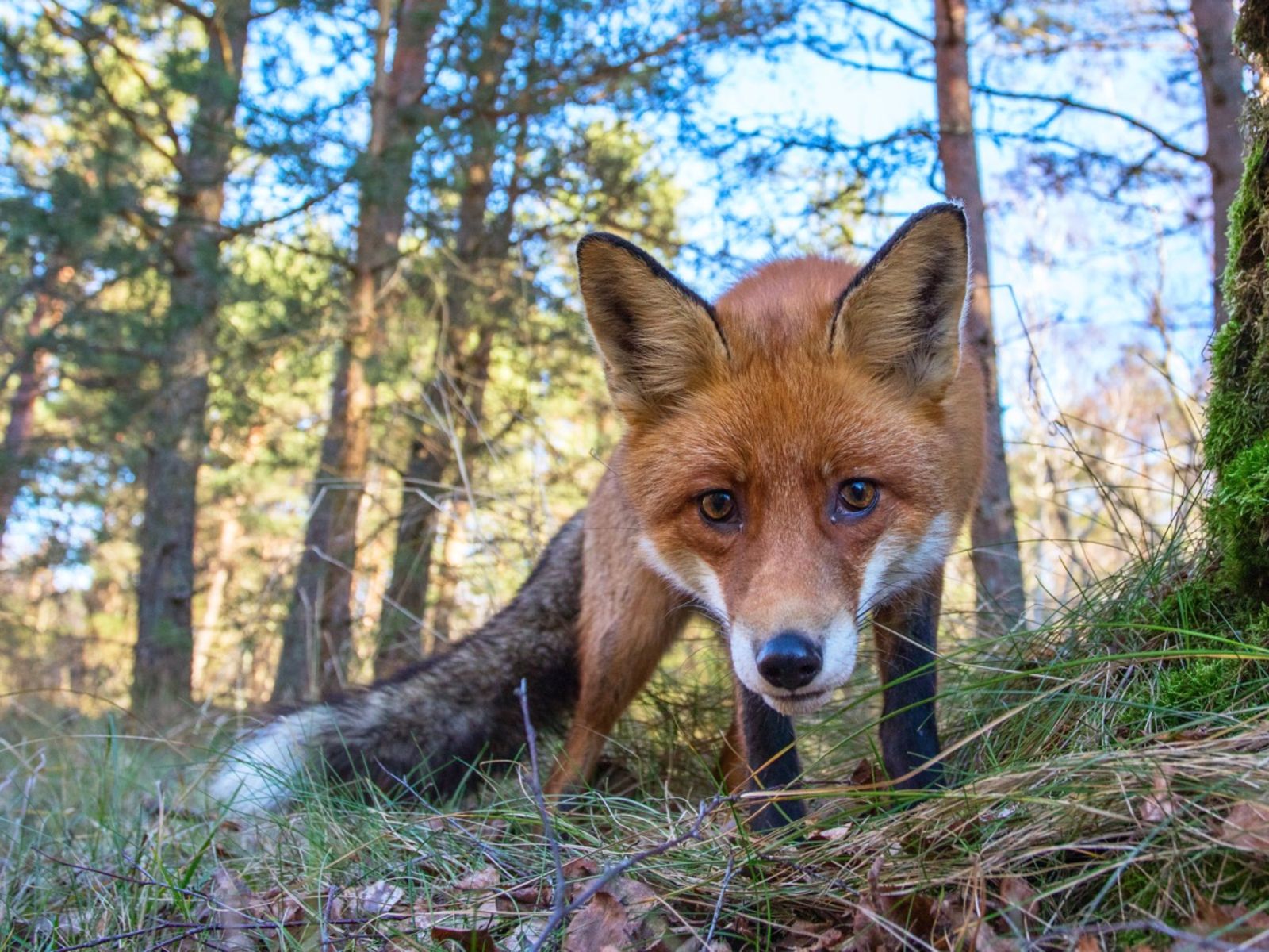 Удивительная природа Куршской косы