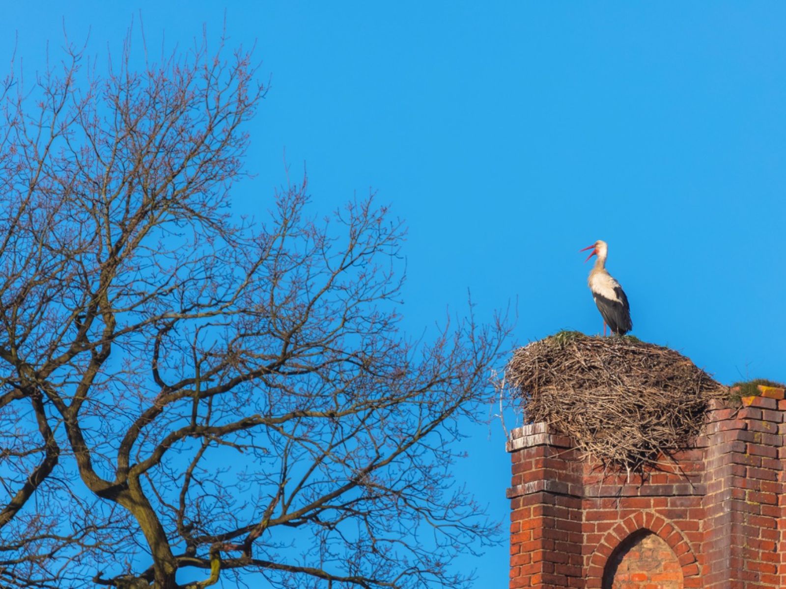 Аист на кирхе Гердауэна