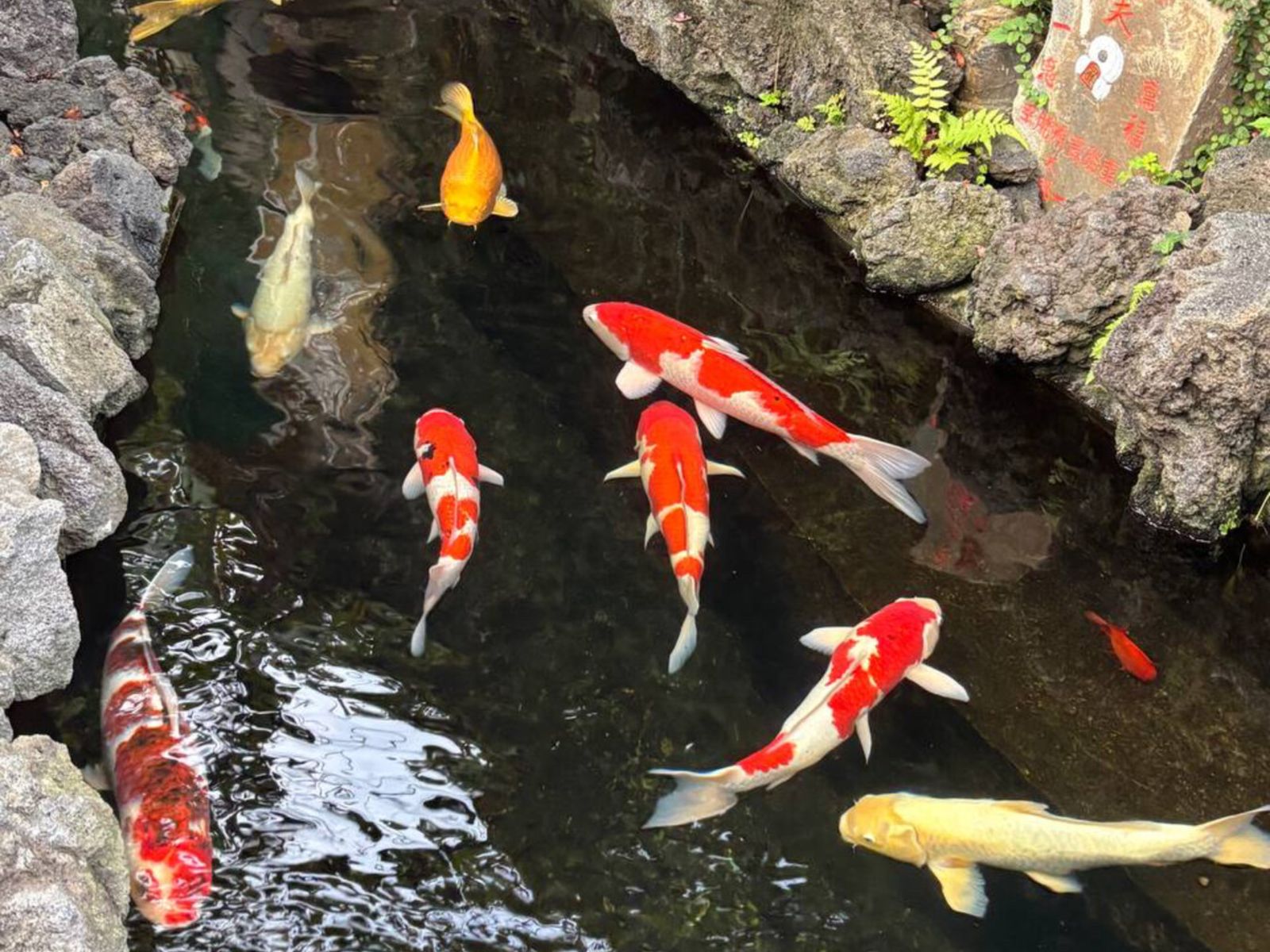 Пруд в часовне Ёсивара Бентен, Yoshiwara Benten