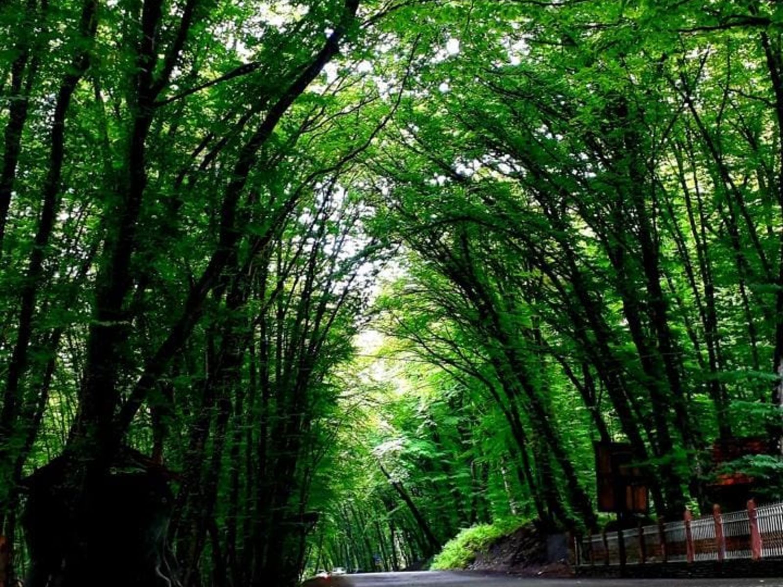 Оазис зелени в горах